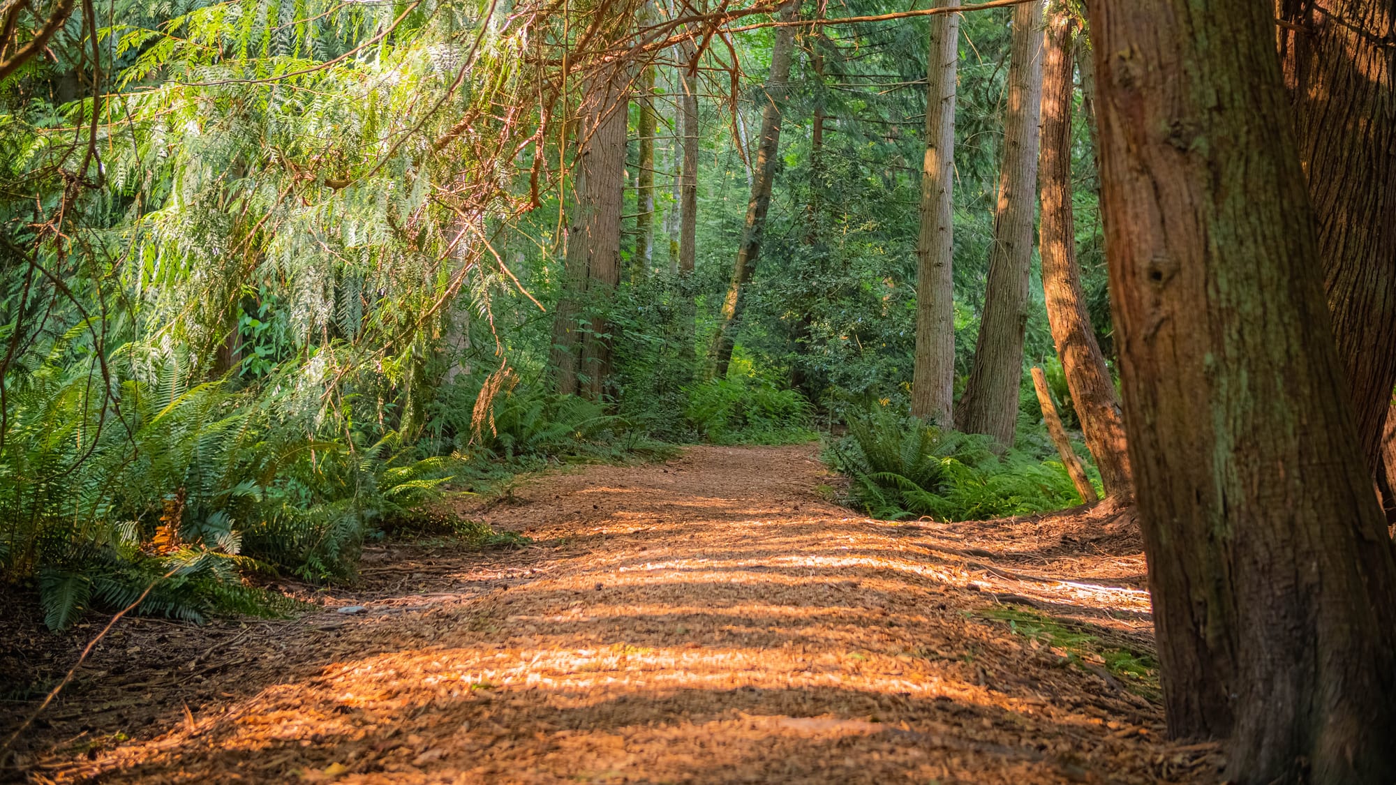 Forest trails and evergreens at Pioneer Trails RV Park in Anacortes, WA