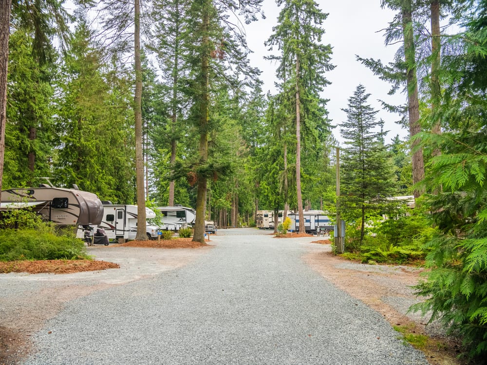 Tree-lined drive